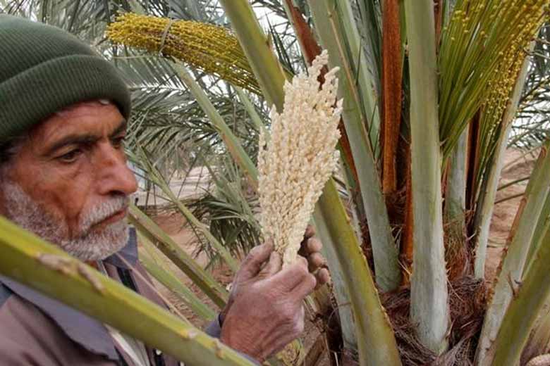 زمان گرده افشانی خرما