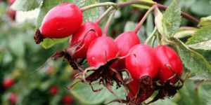 Wholesale Purchase of Wild Rosehip