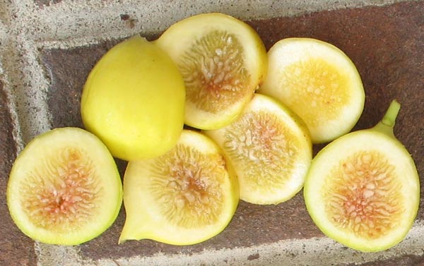 Large Yellow Fig