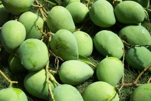 Sour Mango