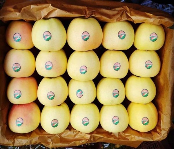 Wholesale Yellow apples red from Iran