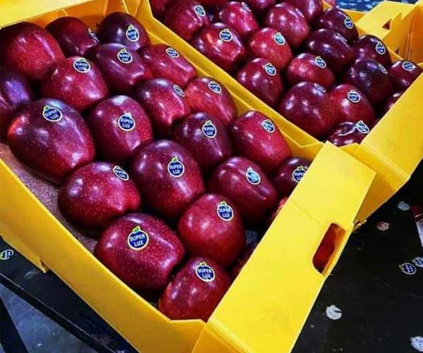 Wholesale red Apples from Iran