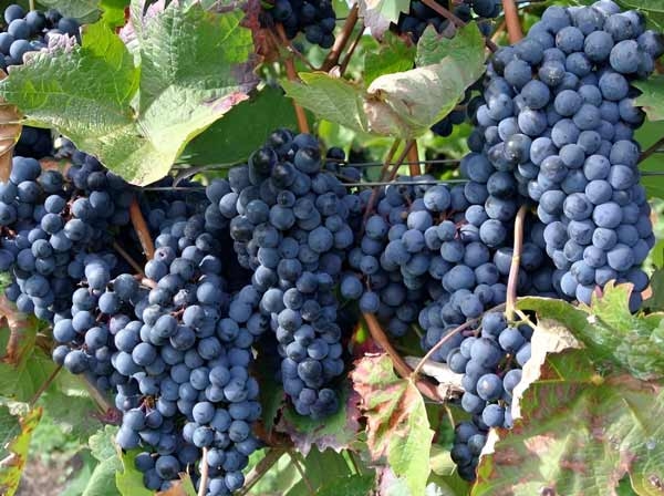 Wholesale-Black-grapes-from-Iran Wholesale-Black-grapes-from-Iran