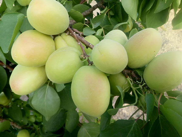 Wholesale Elongated Apricot from Iran
