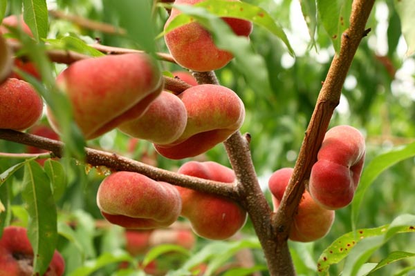 Wholesale Flat Peach from Iran