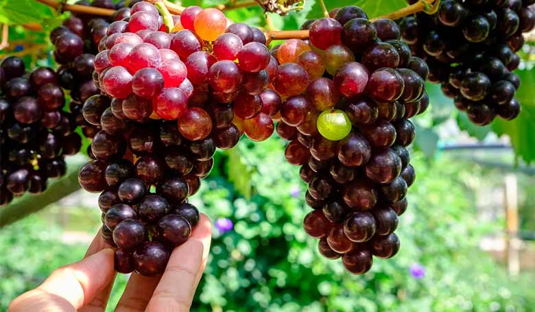 Wholesale Grape from Iran | Buy Bulk Grape + Price Wholesale Grape from Iran | Buy Bulk Grape + Price