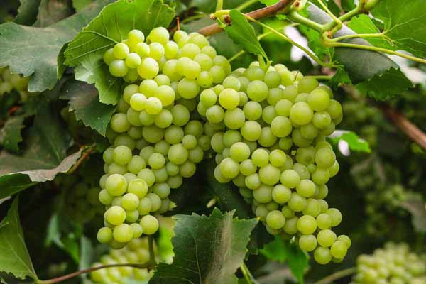 Wholesale--Green-Grape-from-Iran
