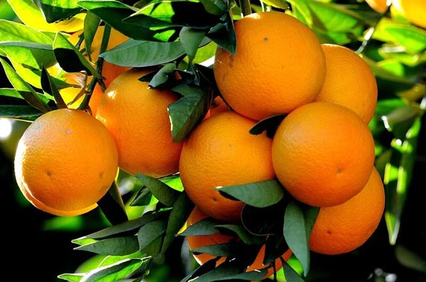 Wholesale Orange from Iran