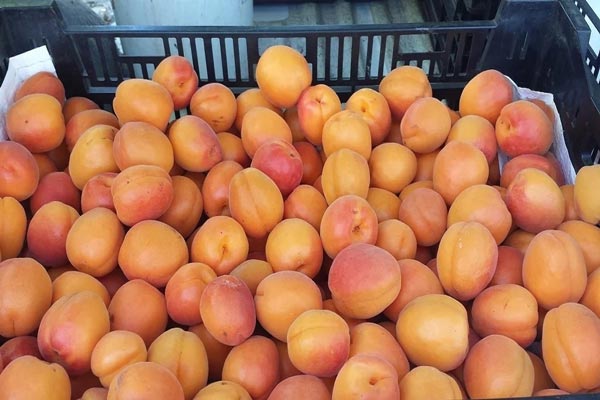 Wholesale Round Apricot from Iran 