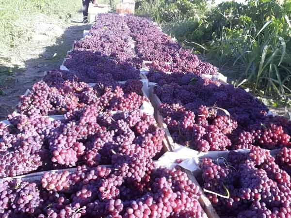 Wholesale-Ruby-grapes-from-Iran Wholesale-Ruby-grapes-from-Iran