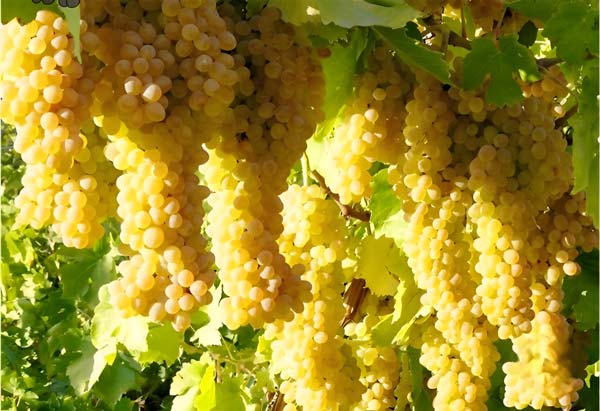 Wholesale Seedless yellow grapes from Iran Wholesale Seedless yellow grapes from Iran