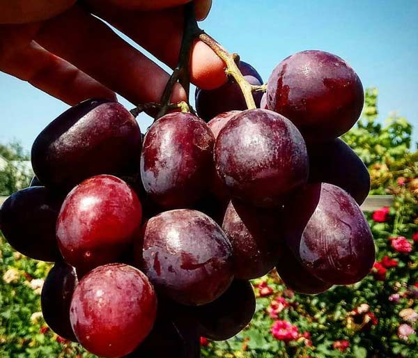 WholesaleREDgrapesfromIran WholesaleREDgrapesfromIran