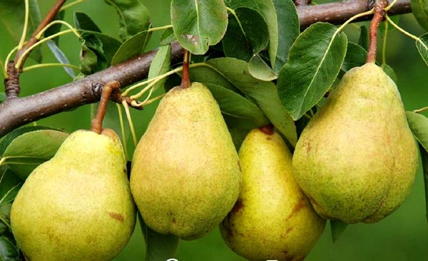 Yellow Pears Yellow Pears