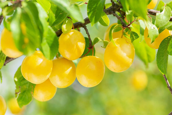 Жёлтая слива Жёлтая слива