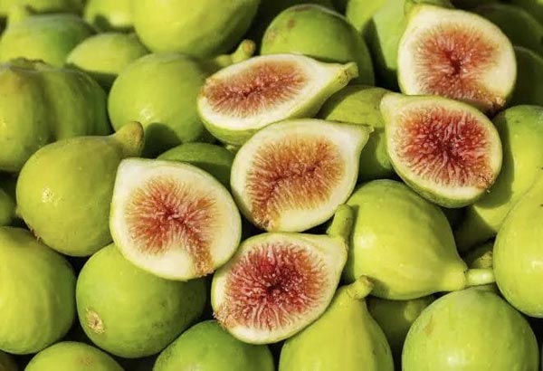 Green Fig